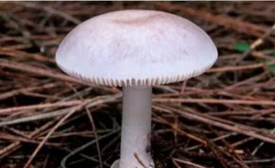 最毒的十大蘑菇排行榜图片(十大蘑菇毒性排行榜)插图1