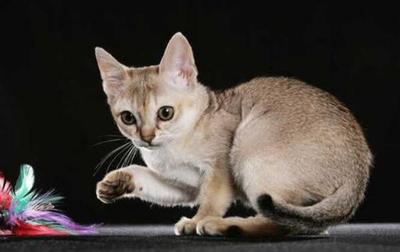 十大猫猫品种排行榜最新(可爱猫猫品种排行榜)插图