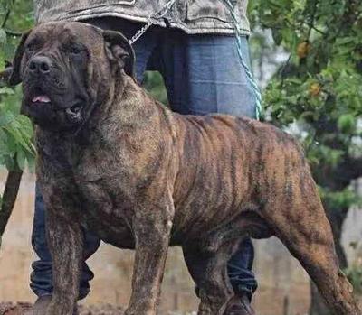 十大大型猛犬排行榜图片(十大忠诚猛犬排行榜)插图