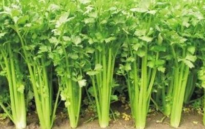 十大营养野菜品牌排行榜(十大防癌野菜排行榜)插图1