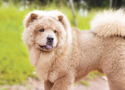 中国十大名犬狗狗排行榜(家犬十大名犬排行榜)插图1
