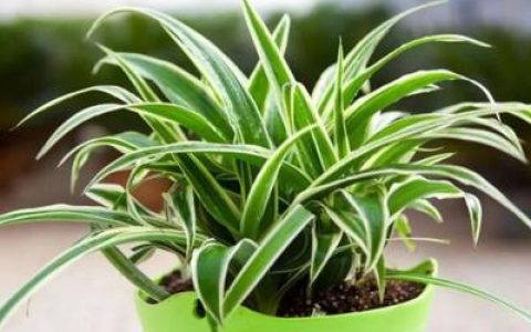 十大室内养殖绿植排行榜(室内绿植怎么养殖方法)