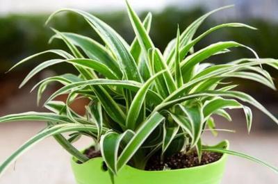十大室内养殖绿植排行榜(室内绿植怎么养殖方法)插图