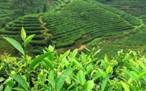 中国茶山排行榜(中国茶山分布图)