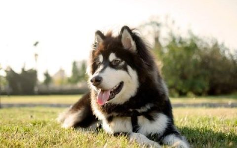 世界十大温顺犬排行榜最新(十大温顺的猫咪排行榜)