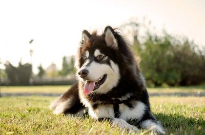 世界十大温顺犬排行榜最新(十大温顺的猫咪排行榜)插图