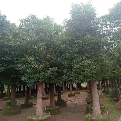 中国女名排行榜(中国名树排行榜前十名)插图1