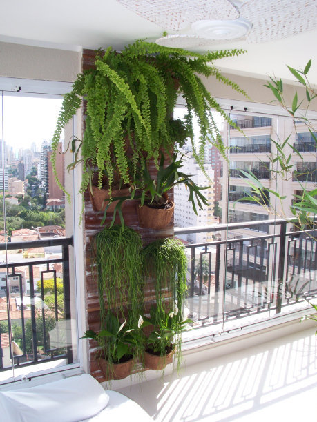 十大吸霾绿植排行榜(十大暴晒绿植排行榜)插图1