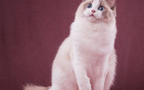 十大宠物猫品种排行榜(十大宠物猫排名排行榜)