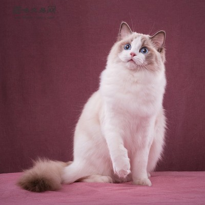 十大宠物猫品种排行榜(十大宠物猫排名排行榜)插图