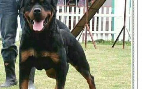 十大猛犬忠诚度排行榜(十大猛犬排行榜图片)