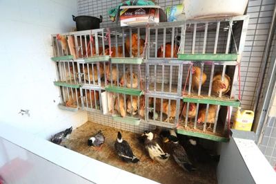 海南十大养殖厂家排行榜(养殖十大品牌排行榜)插图1