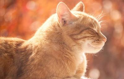 家养十大宠物猫排行榜(宠物猫羊奶粉十大名牌排行榜)插图3