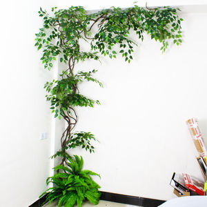十大耐晒植物品牌排行榜(耐晒盆景植物排行榜)插图1