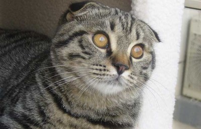 世界十大猫粮排行榜(国产十大猫粮品牌排行榜)插图3