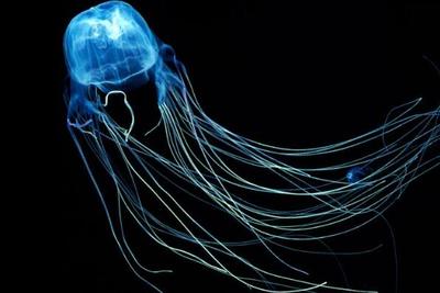 世界十大动物贵排行榜(世界十大最毒动物排行榜视频)插图1