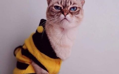 十大成精猫排行榜(中国十大名猫排行榜)