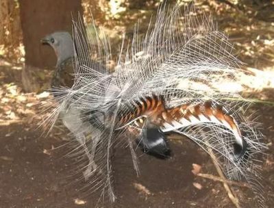 世界十大狡猾的动物排行榜(世界上最狡猾的动物排行榜)插图
