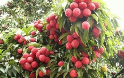 中国水果大县排行榜(中国十大水果排行榜)