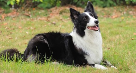 世界十大温顺犬排行榜最新(十大温顺的猫咪排行榜)插图3