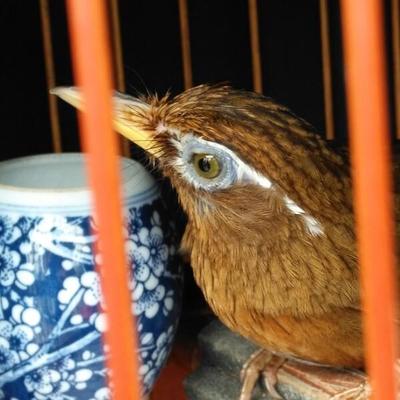 世界十大坏鸟排行榜下载(中国十大唱鸟排行榜)插图1