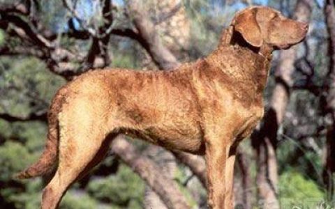 十大卤制品排行榜图片大全(十大猎犬排行榜图片)