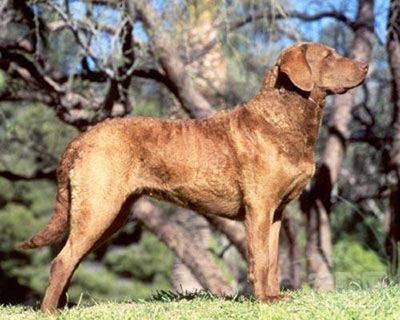 十大卤制品排行榜图片大全(十大猎犬排行榜图片)插图