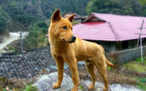 十大可爱中型犬排行榜(十大可爱动物排行榜)