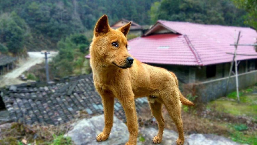 十大可爱中型犬排行榜(十大可爱动物排行榜)插图