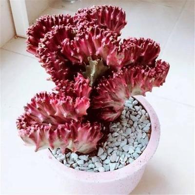 十大辟邪花卉排行榜图(十大镇宅旺宅辟邪的花卉)插图