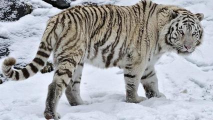 世界十大凶猛动物排行榜(十大凶猛的动物排行榜)插图
