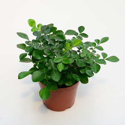 十大室内养殖绿植排行榜(室内绿植怎么养殖方法)插图1