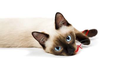 国产十大品牌猫粮排行榜(国产十大猫粮品牌排行榜)插图1
