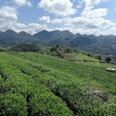 临沧十大名茶排行榜图片(临沧茶叶十大名茶)插图1