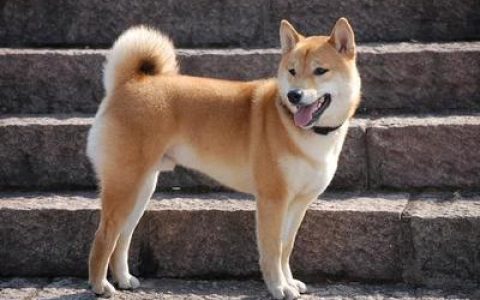 中国田园犬排行榜(中国的田园犬)