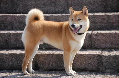 中国田园犬排行榜(中国的田园犬)插图