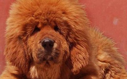仓鼠的十大温顺排行榜(十大温顺大型犬排行榜)