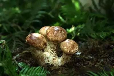 益生菌的十大国产排行榜(成人益生菌十大品牌排行榜)插图1