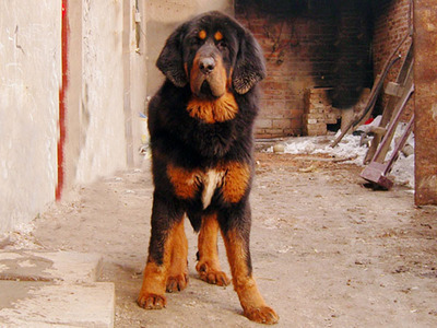 十大温顺中型犬排行榜最新(十大温顺巨型犬排行榜)插图2