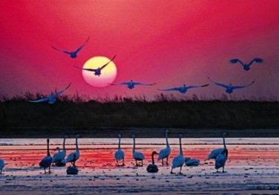 中国最大湿地排行榜(中国最大的城市湿地)插图