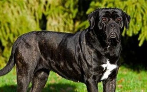 世界十大重形犬排行榜(世界十大凶犬最新排名图片)