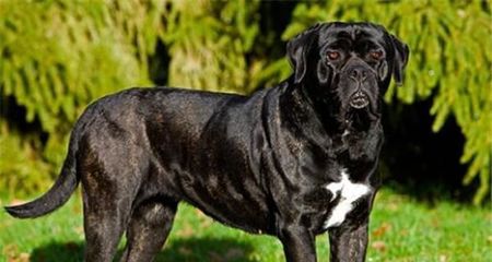 世界十大重形犬排行榜(世界十大凶犬最新排名图片)插图