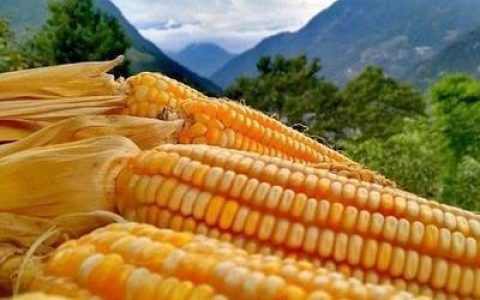 十大最缺粮食国家排行榜(2021年世界十大粮食生产国家)