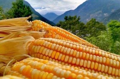 十大最缺粮食国家排行榜(2021年世界十大粮食生产国家)插图