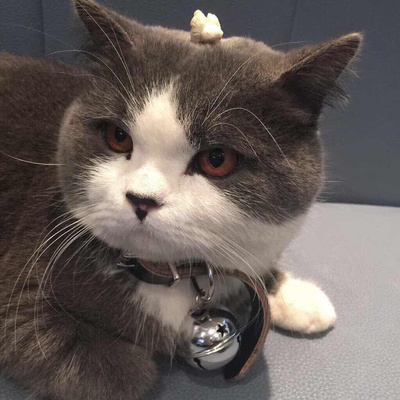 十大成精猫排行榜(中国十大名猫排行榜)插图1