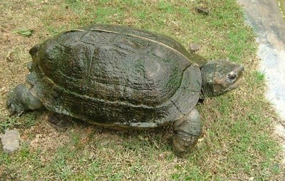 亚洲十大凶猛乌龟排行榜(世界十大最凶猛的乌龟)插图