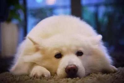 十大小型犬智商排行榜(小型犬的智商排行榜)插图