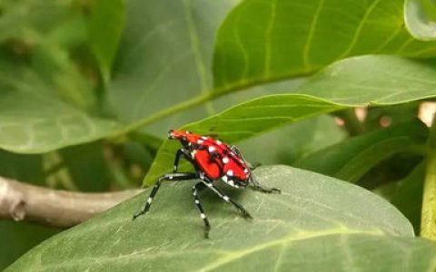 十大毛毛虫排行榜(十大剧毒毛毛虫排行榜)