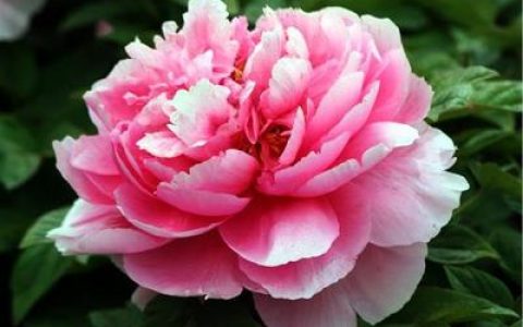十大名花价格排行榜(世界十大名花排行榜)