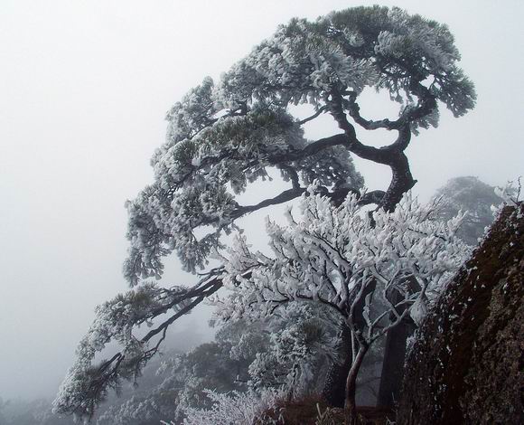 黄山十大名松排行榜(黄山十大名松分别是什么)插图1